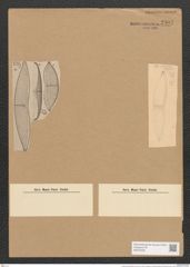 Amphora ostrearia Breb. (de-Toni-Nr.: Genus 36, Species 1504) Zeichnungen Sammlung Grunow Nr. 2903 (NHMW-BOT-W0370239)